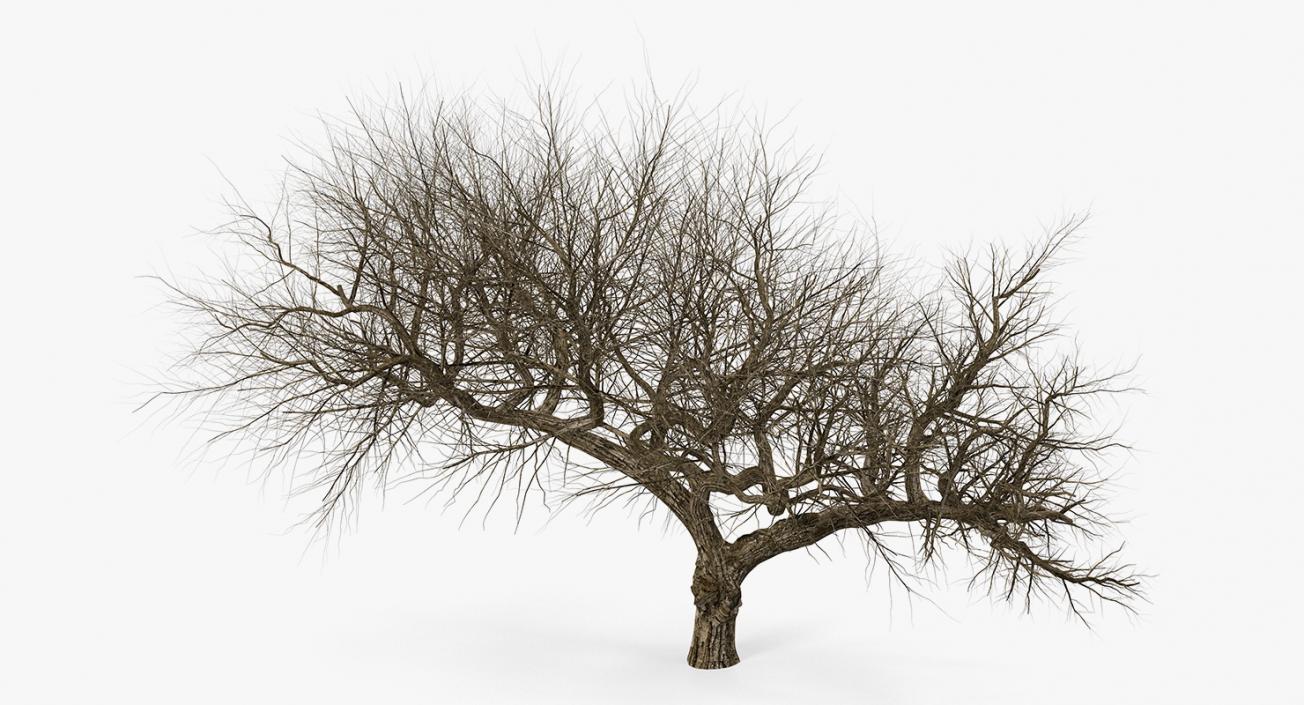 3D model Old Winter Tree