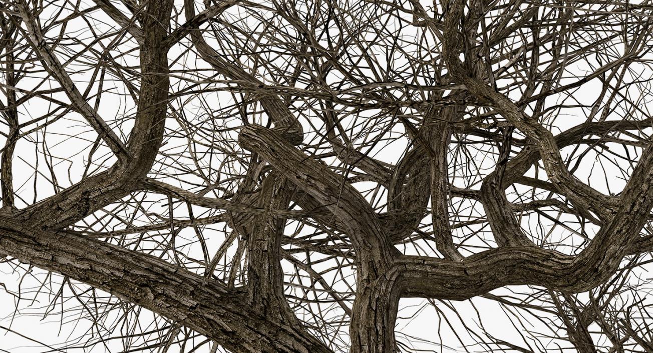 3D model Old Winter Tree