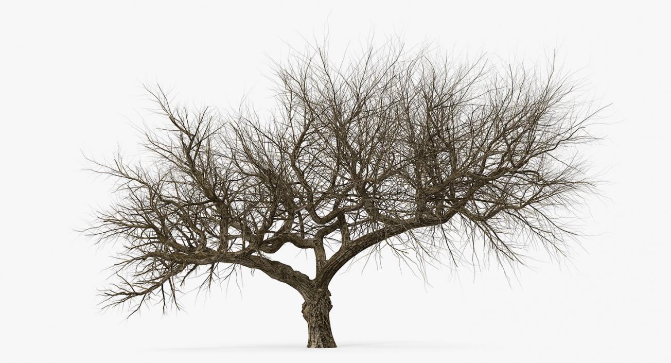 3D model Old Winter Tree