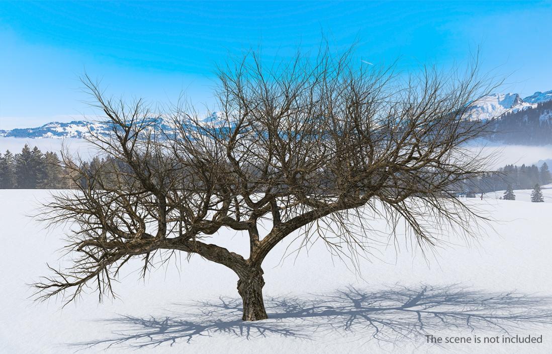 3D model Old Winter Tree