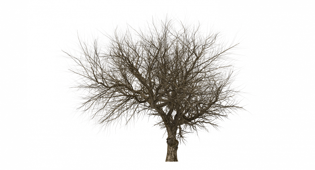 3D model Old Winter Tree