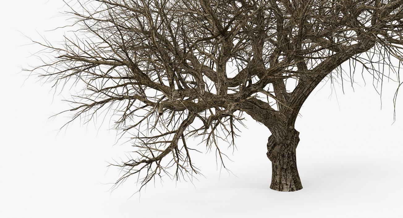 3D model Old Winter Tree