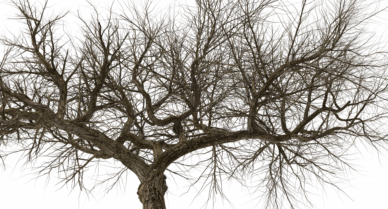 3D model Old Winter Tree