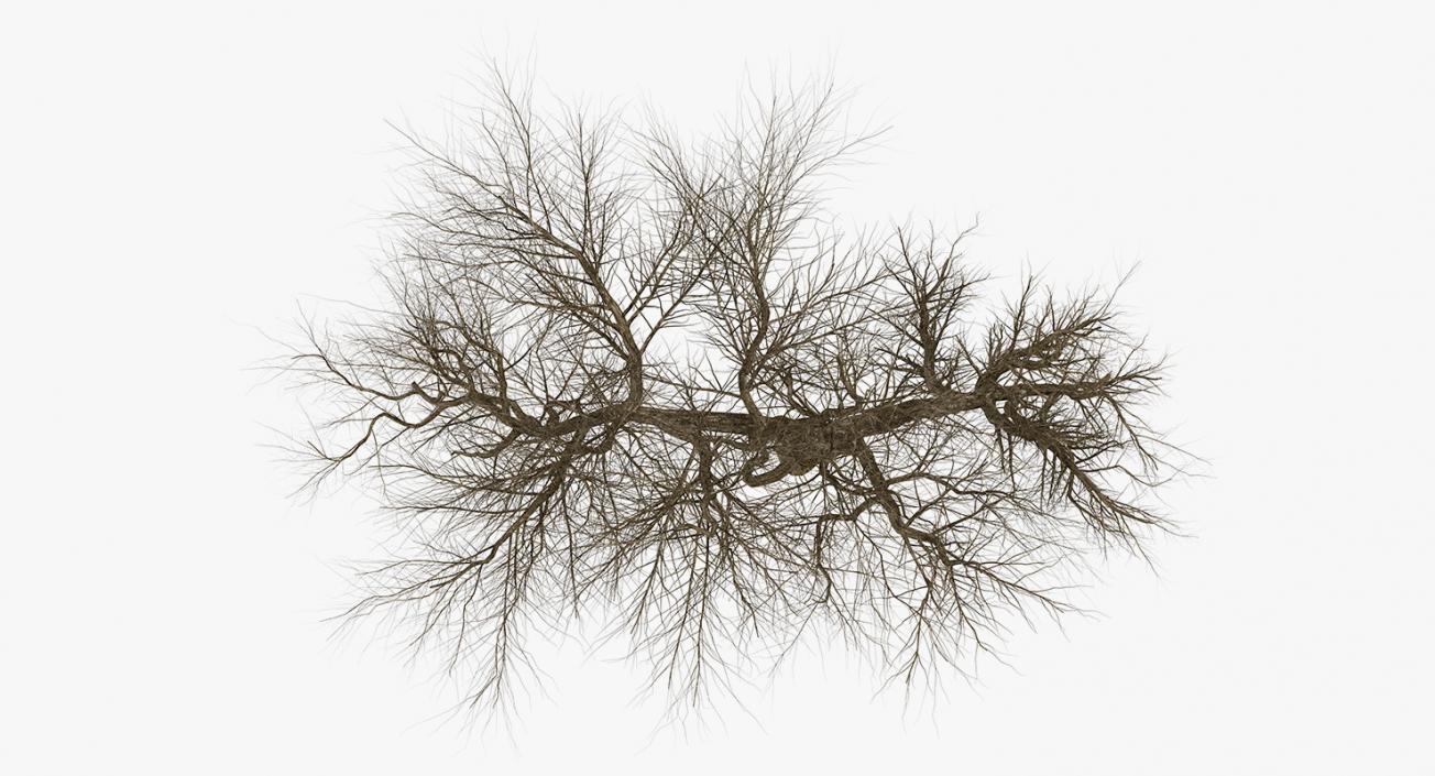 3D model Old Winter Tree