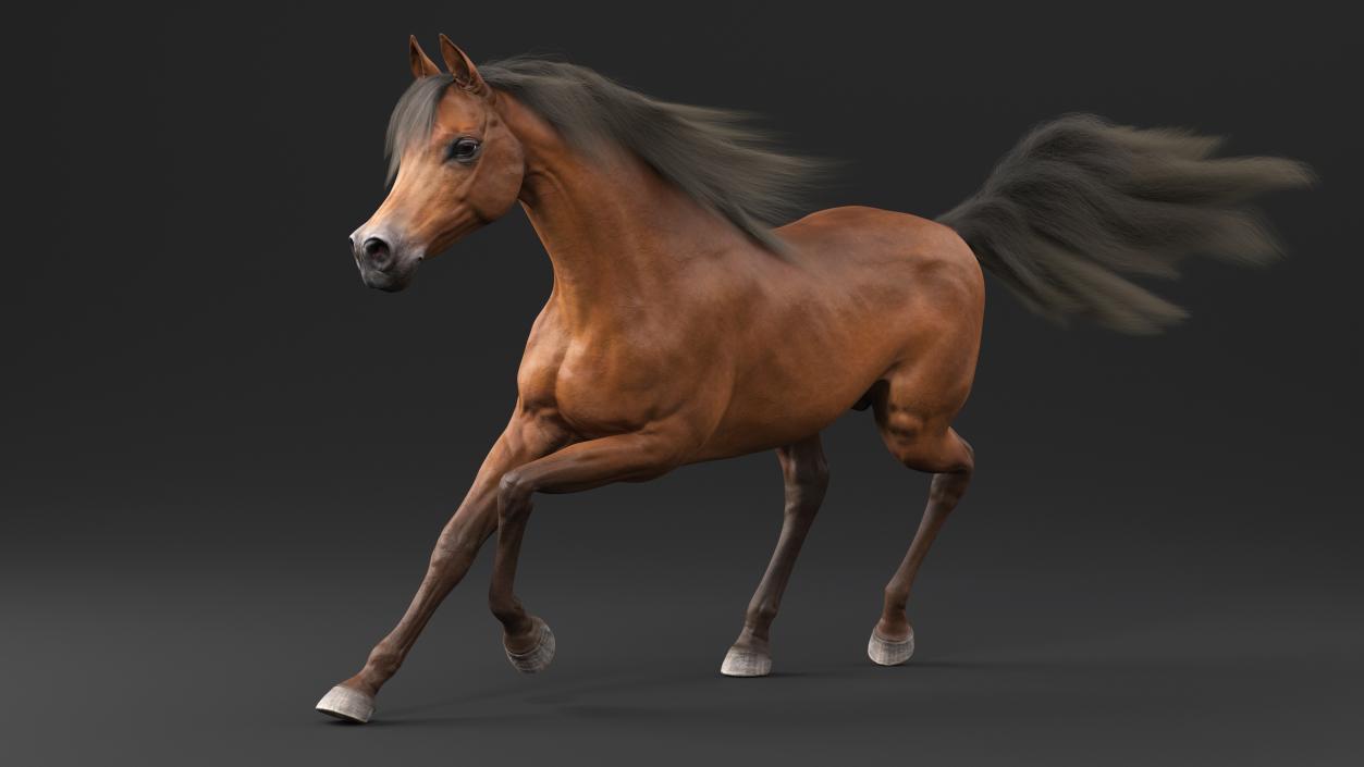 3D Galloping Arabian Horse Brown Fur model