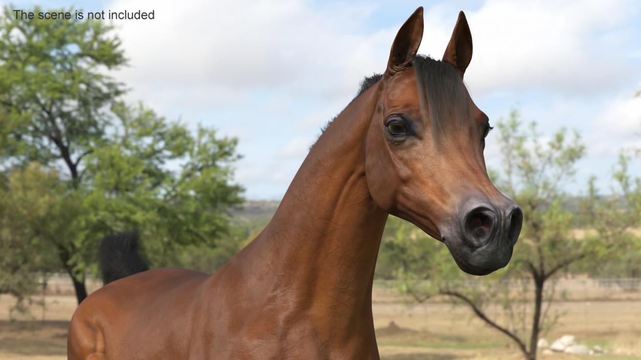 3D Galloping Arabian Horse Brown Fur model