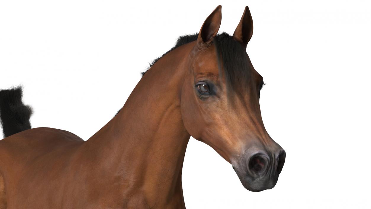 3D Galloping Arabian Horse Brown Fur model