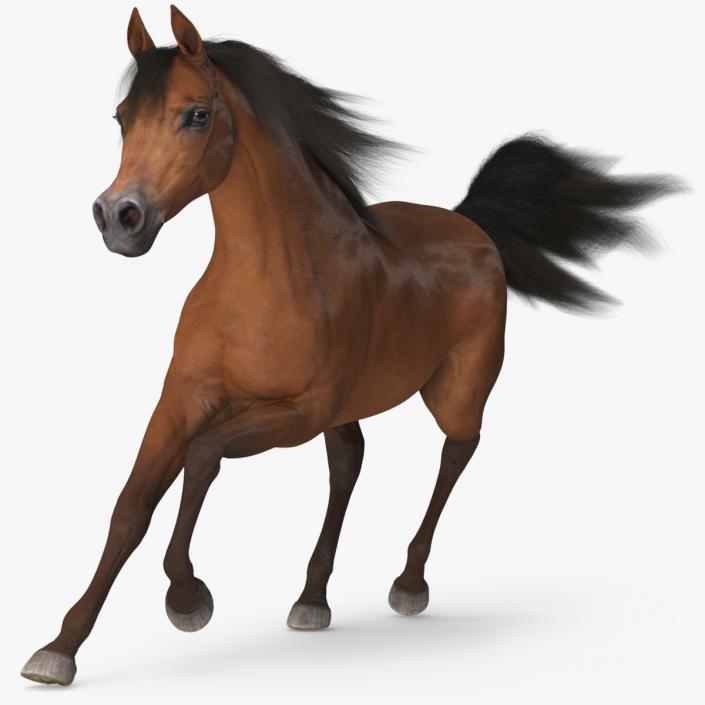 3D Galloping Arabian Horse Brown Fur model