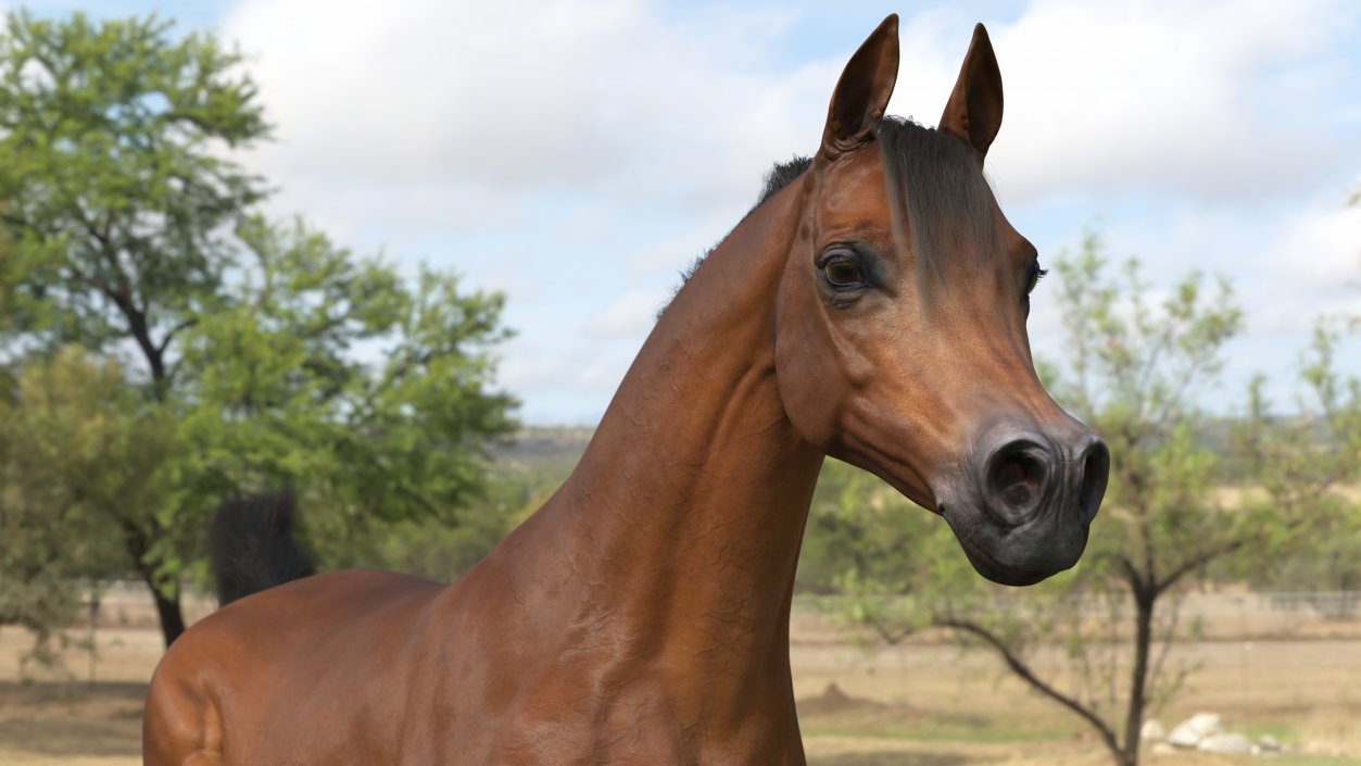 3D Galloping Arabian Horse Brown Fur model