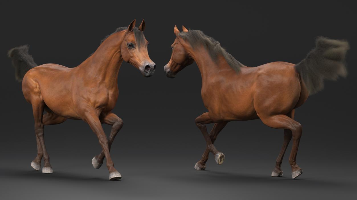 3D Galloping Arabian Horse Brown Fur model