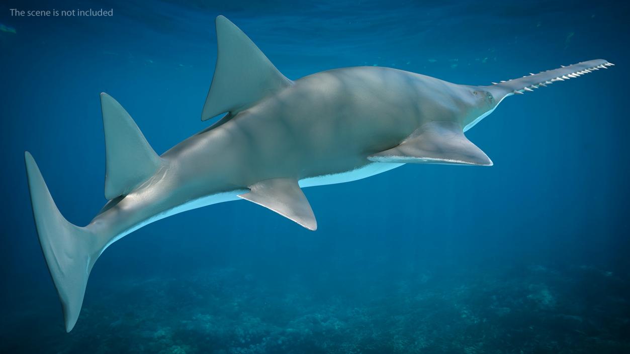 3D Sawfish Swimming Pose