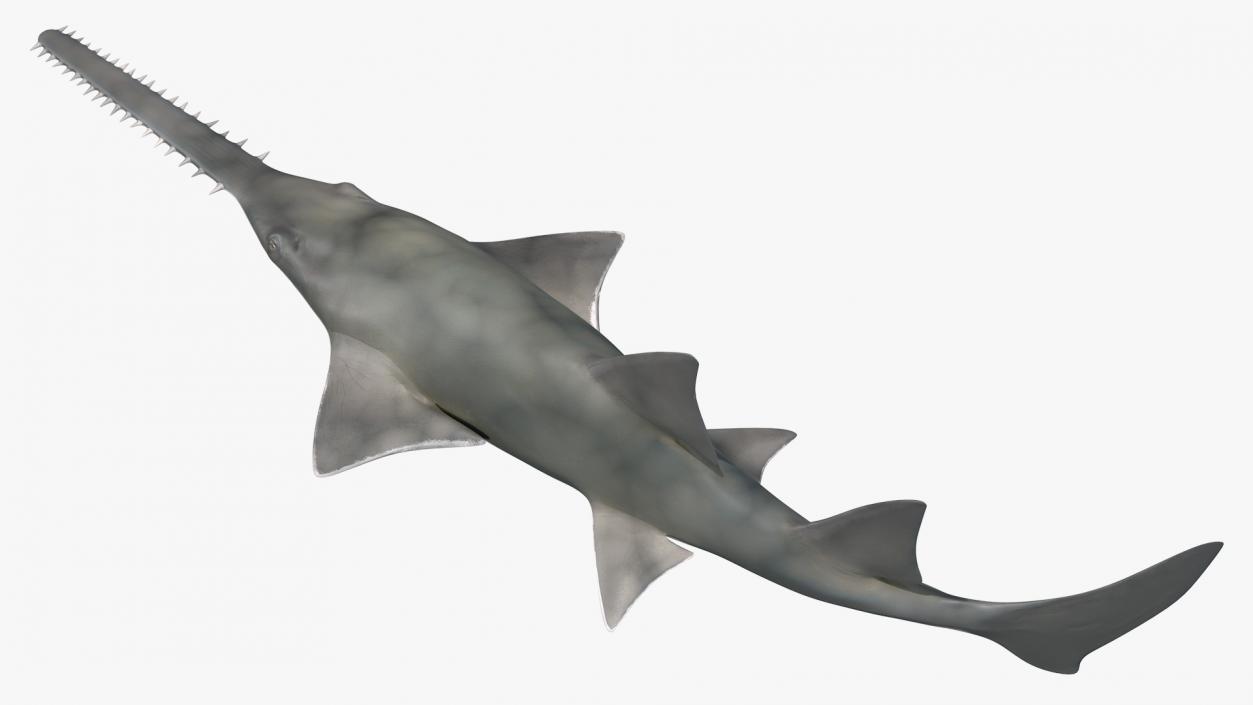 3D Sawfish Swimming Pose