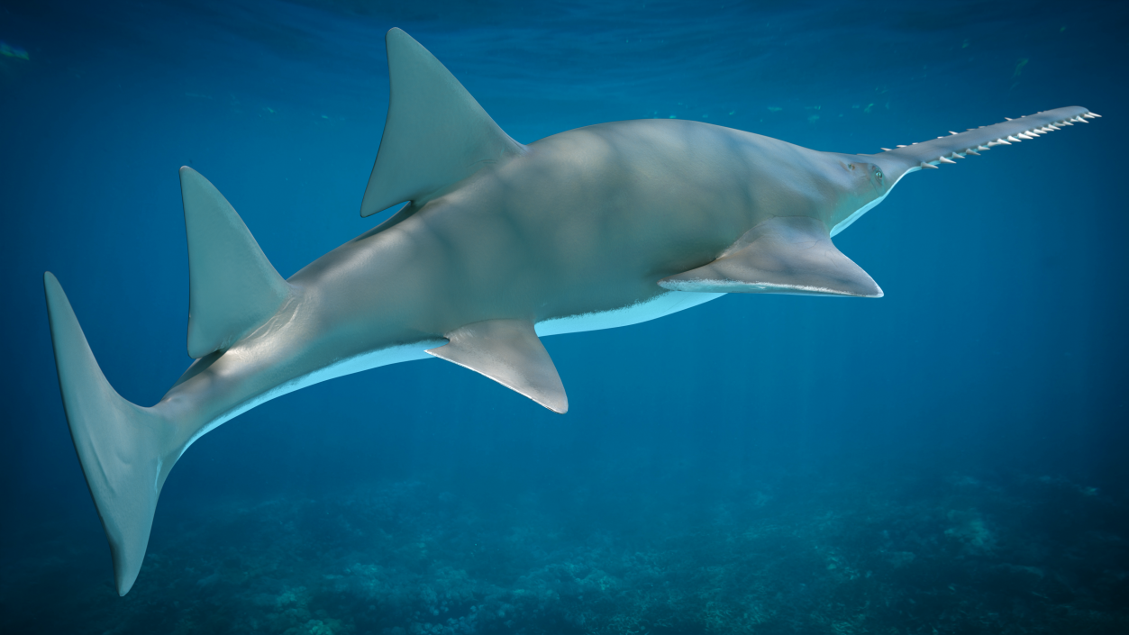 3D Sawfish Swimming Pose