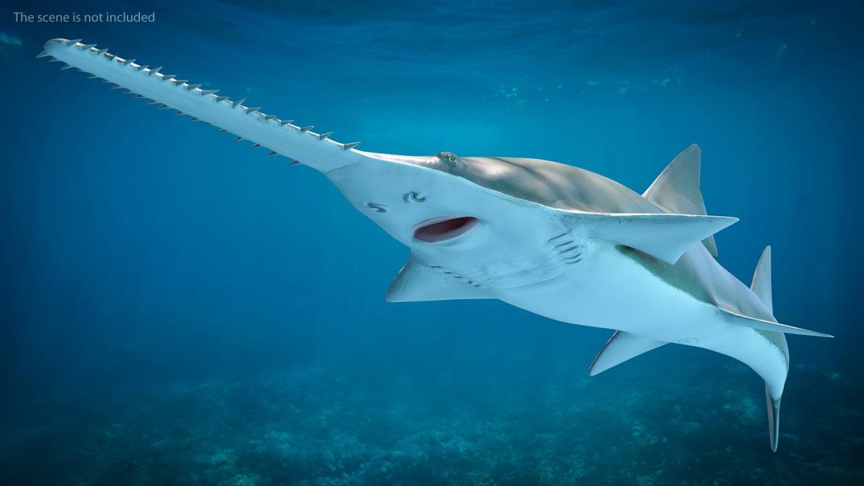 3D Sawfish Swimming Pose