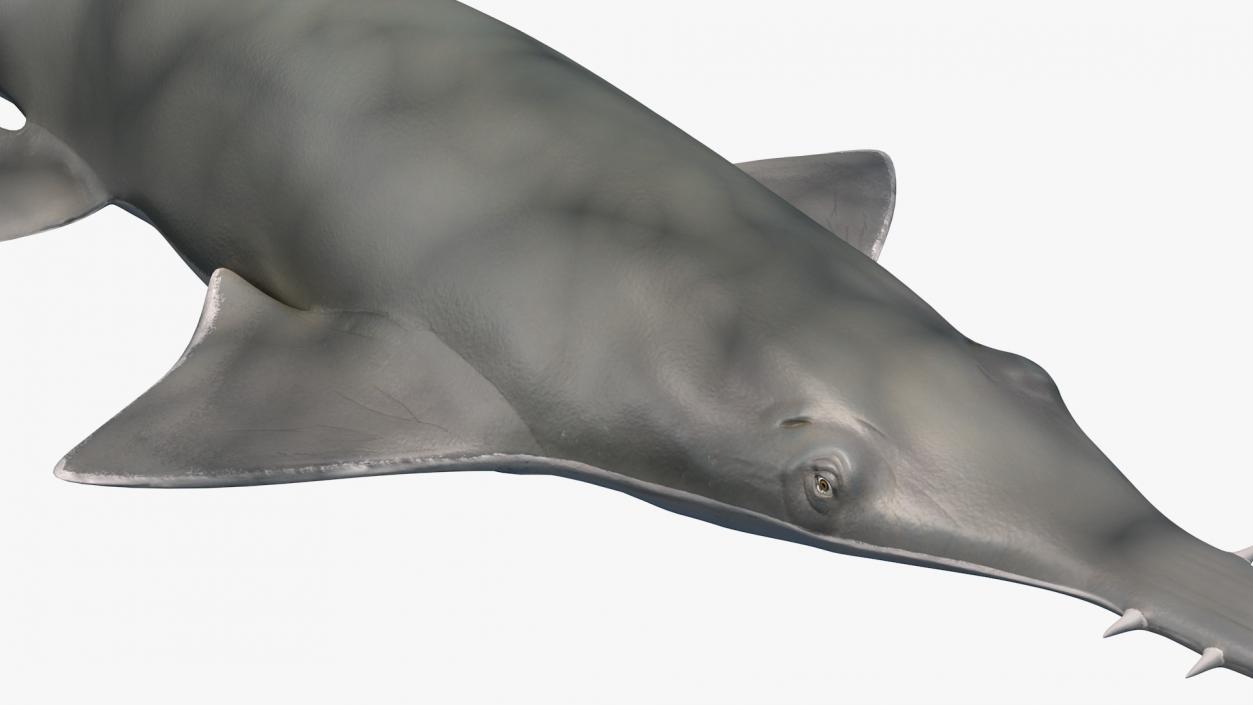 3D Sawfish Swimming Pose