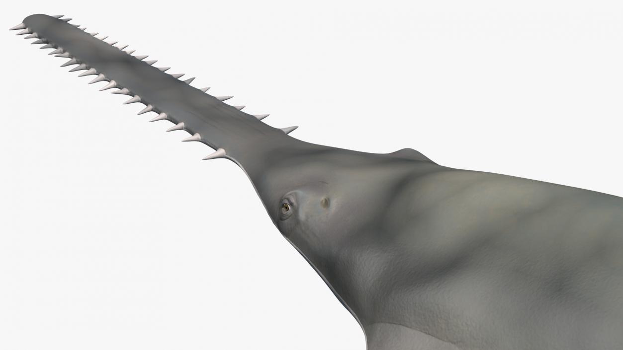 3D Sawfish Swimming Pose