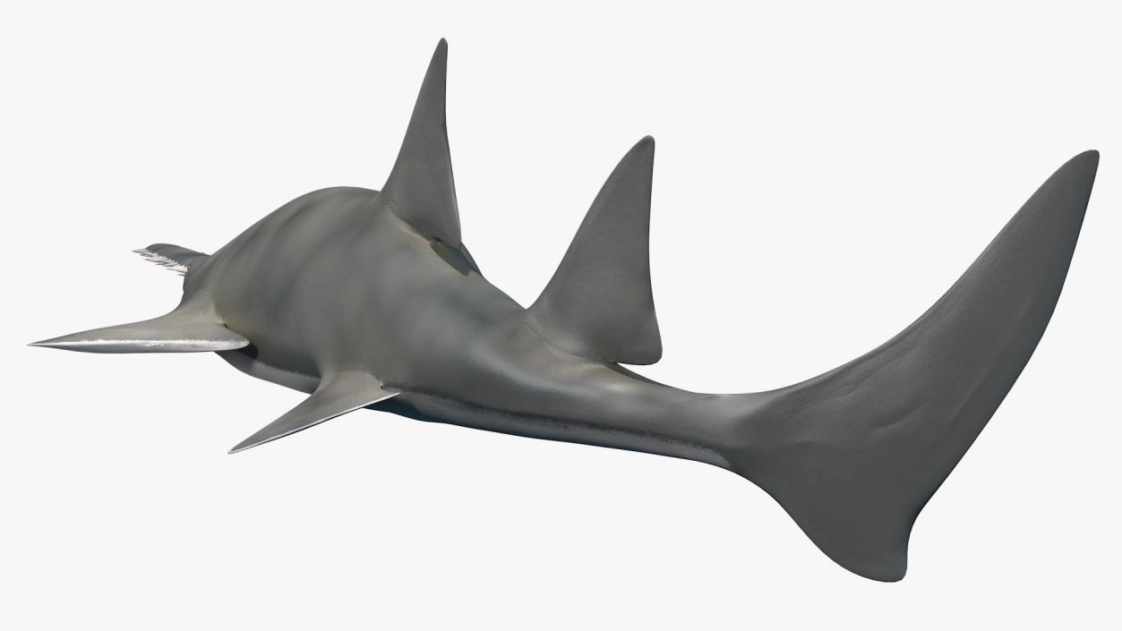 3D Sawfish Swimming Pose