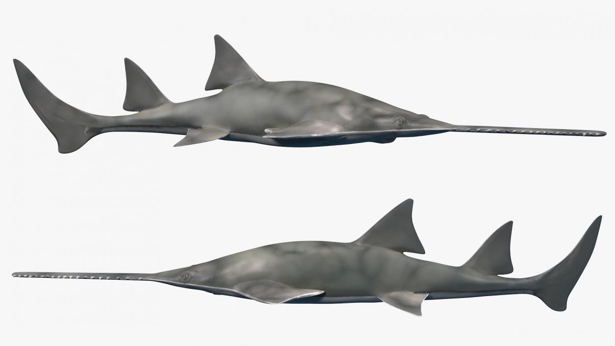 3D Sawfish Swimming Pose