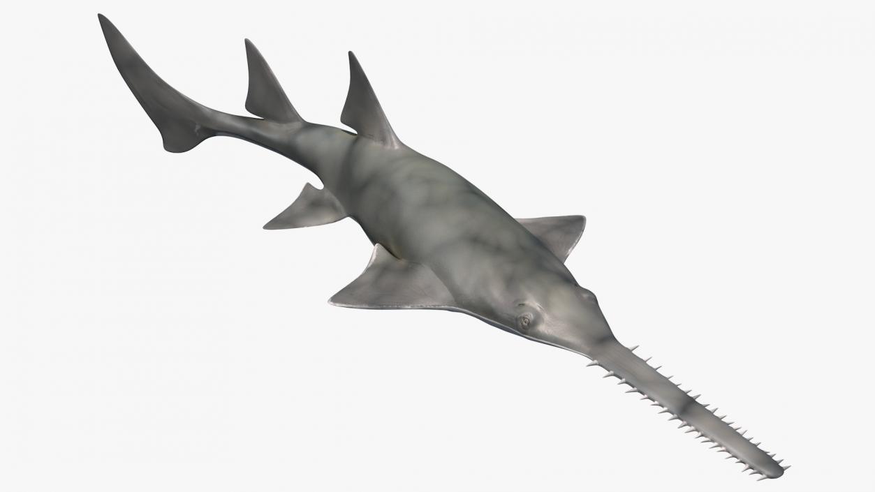 3D Sawfish Swimming Pose