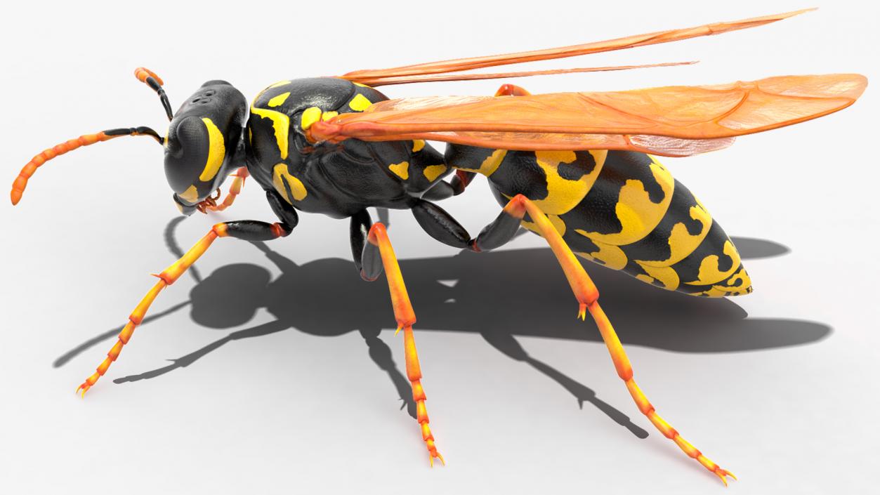 Paper Wasp Rigged 3D