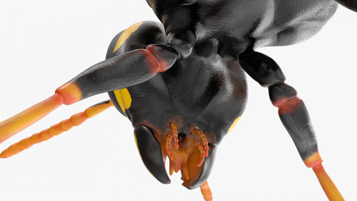 Paper Wasp Rigged 3D