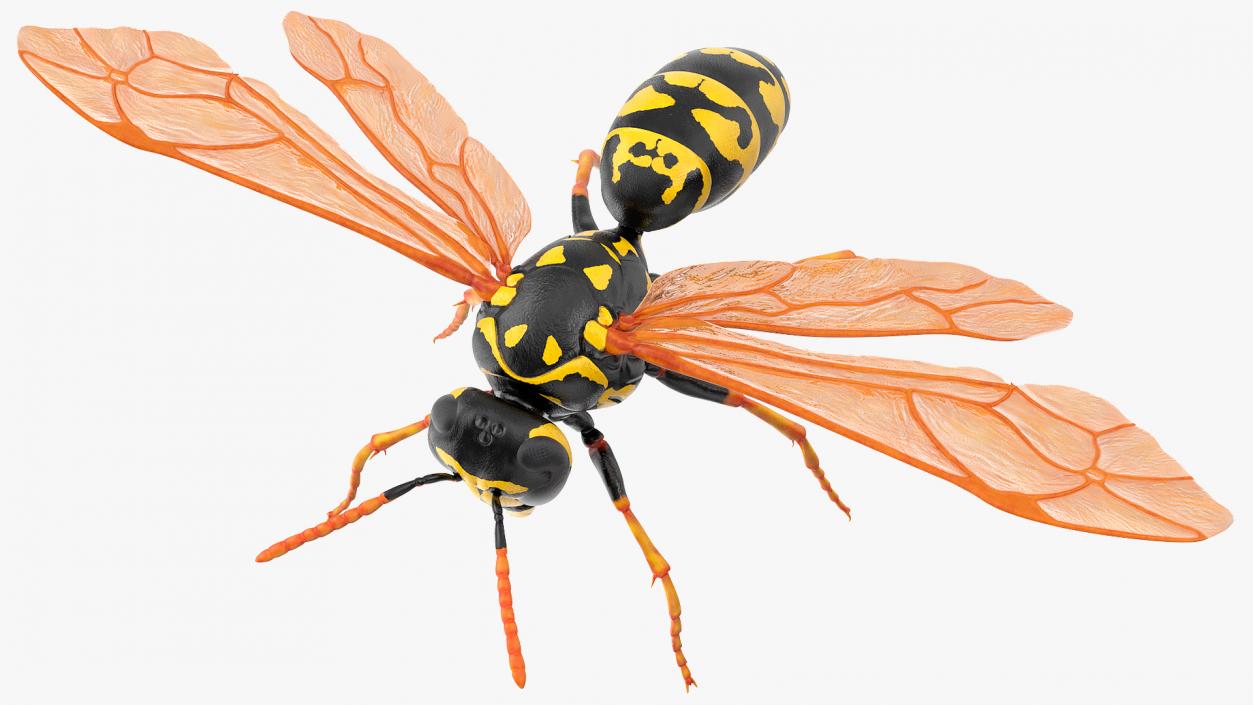 Paper Wasp Rigged 3D