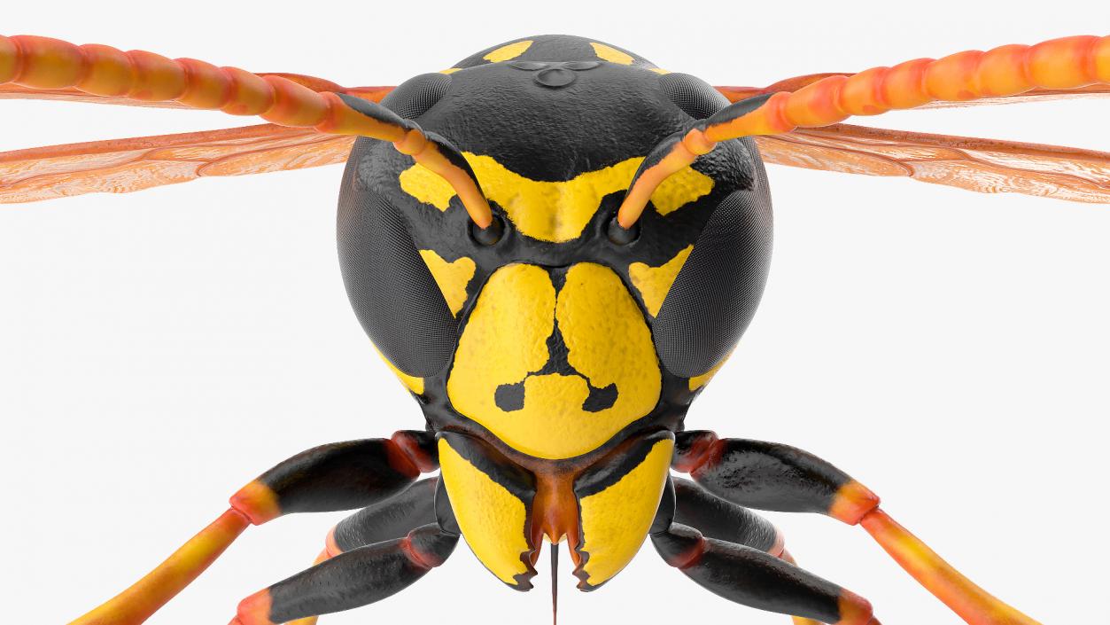 Paper Wasp Rigged 3D