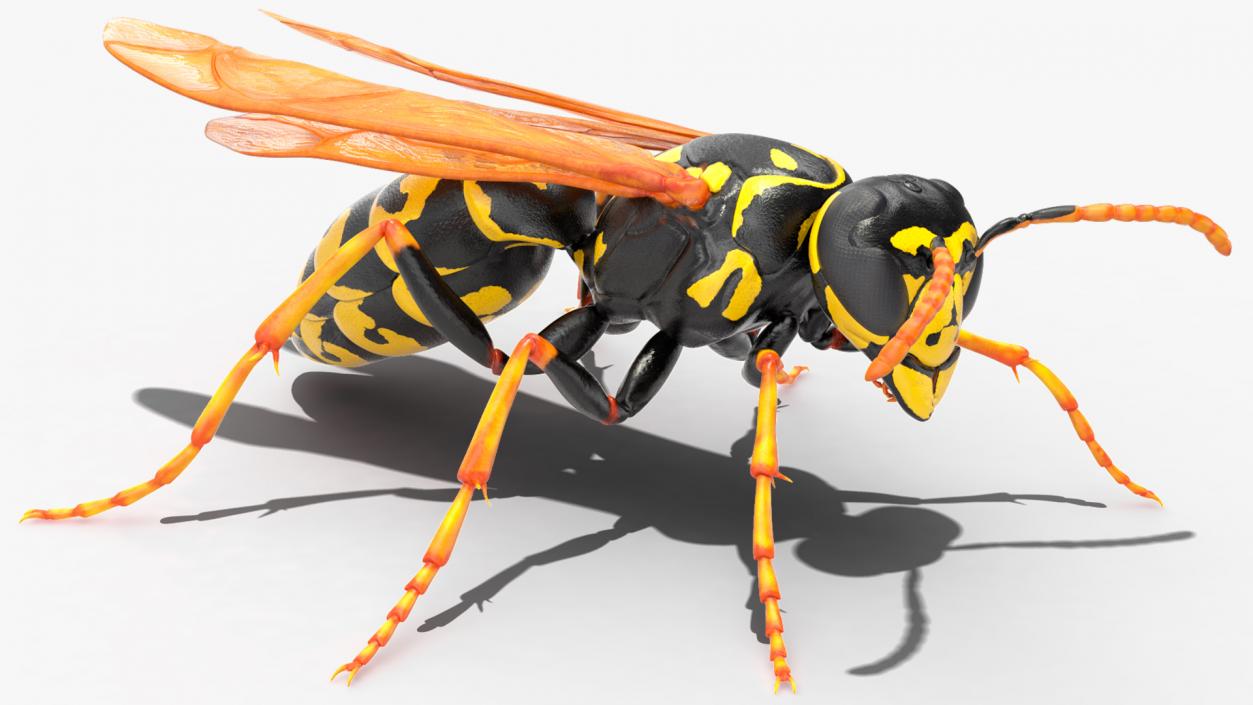 Paper Wasp Rigged 3D