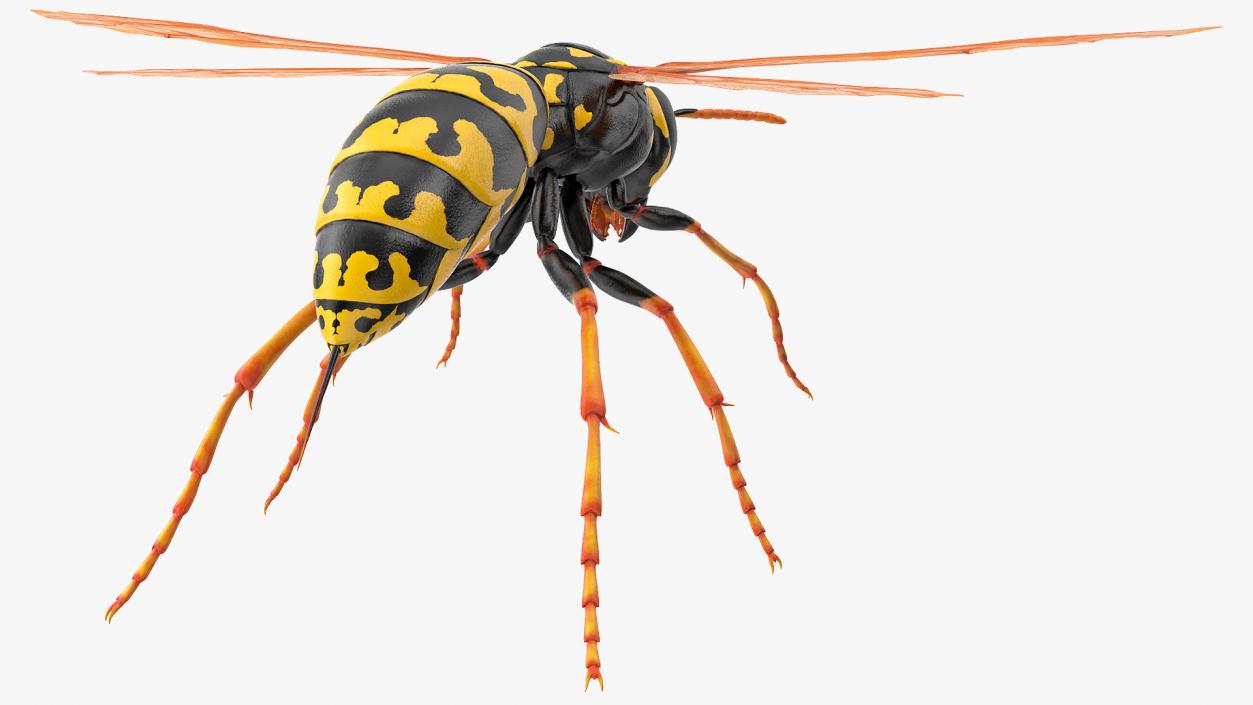 Paper Wasp Rigged 3D