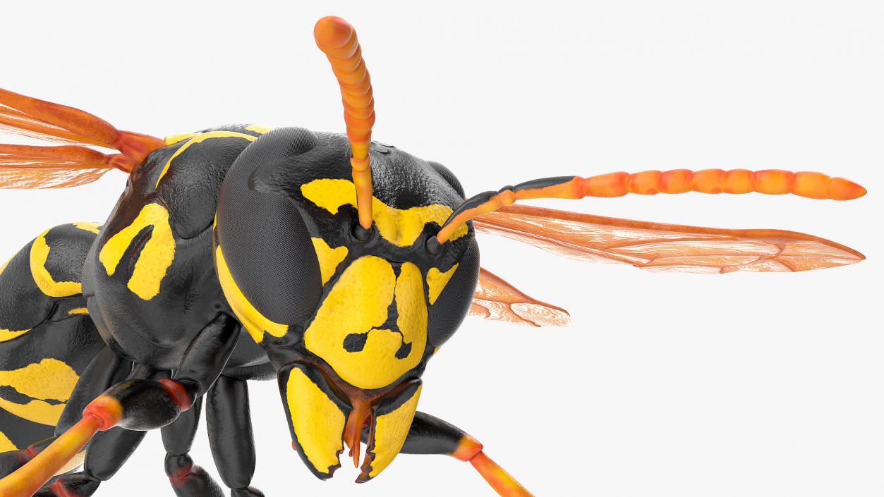 Paper Wasp Rigged 3D