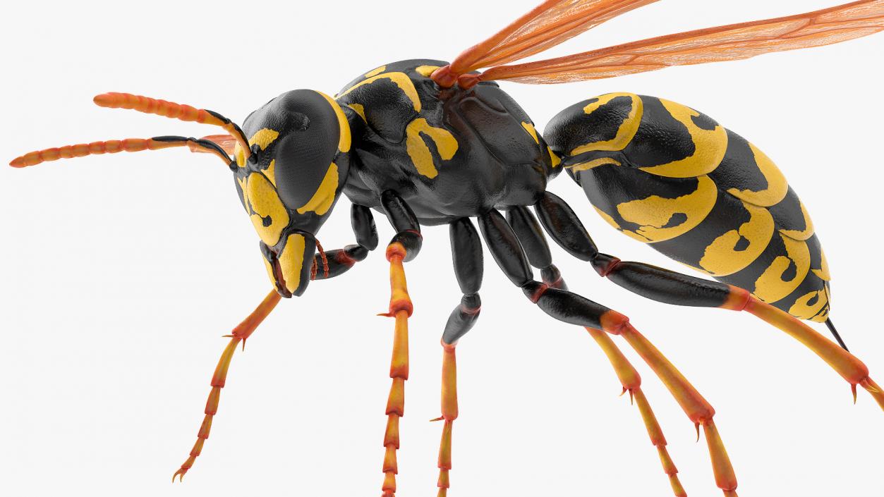 Paper Wasp Rigged 3D