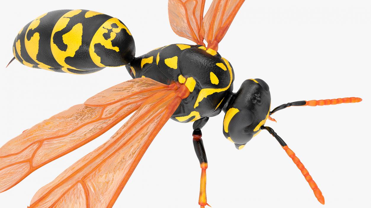 Paper Wasp Rigged 3D