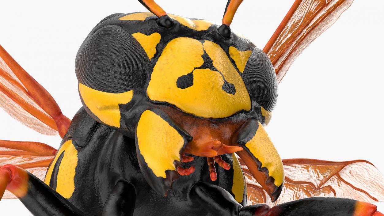 Paper Wasp Rigged 3D