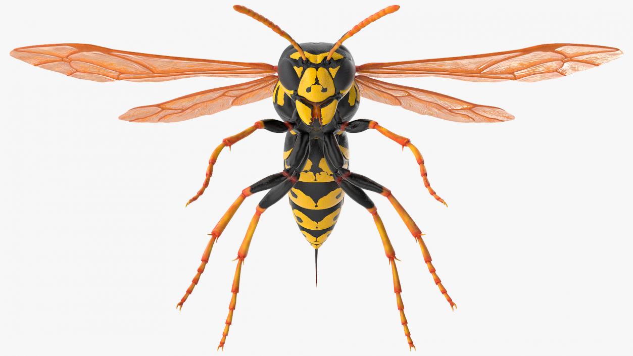 Paper Wasp Rigged 3D