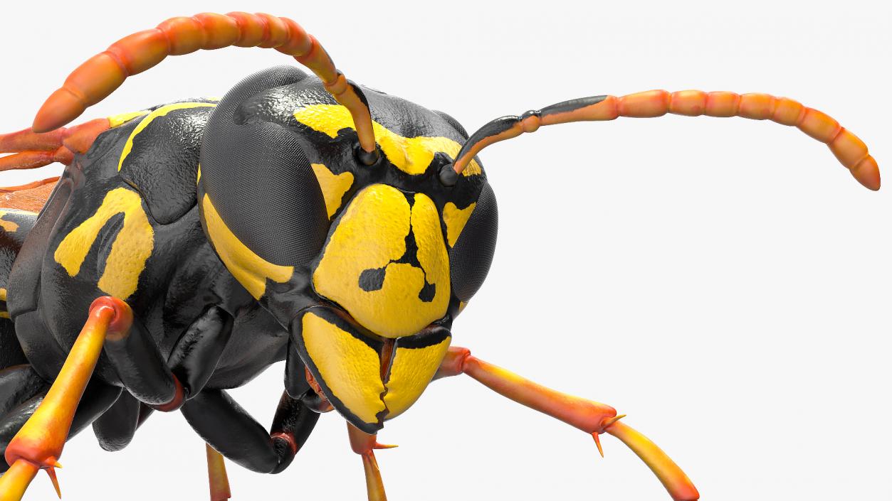 Paper Wasp Rigged 3D