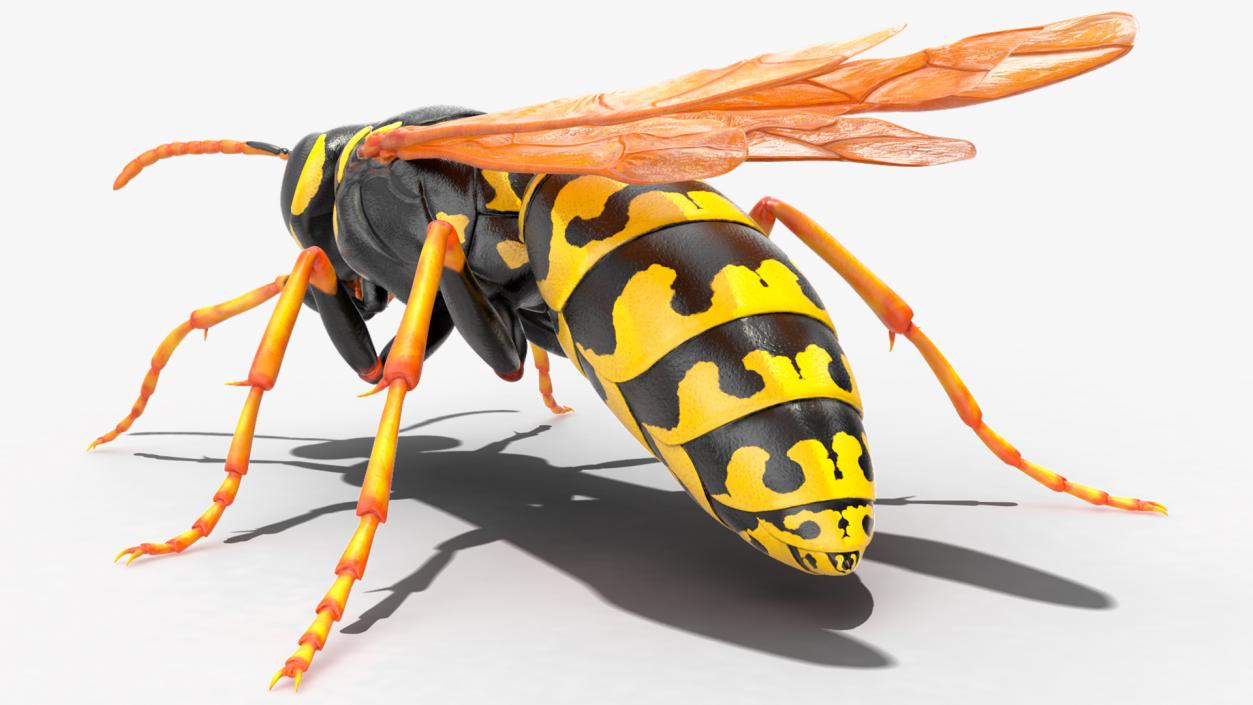 Paper Wasp Rigged 3D