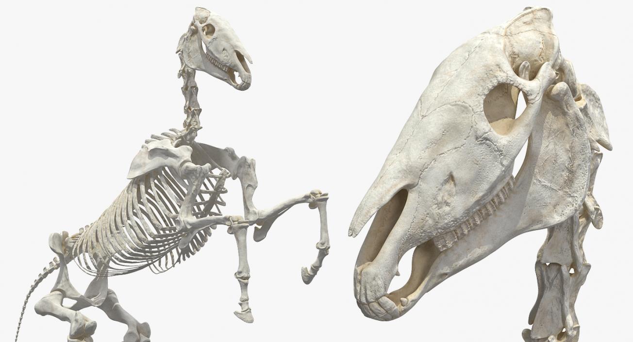 Rearing Horse Skeleton 3D