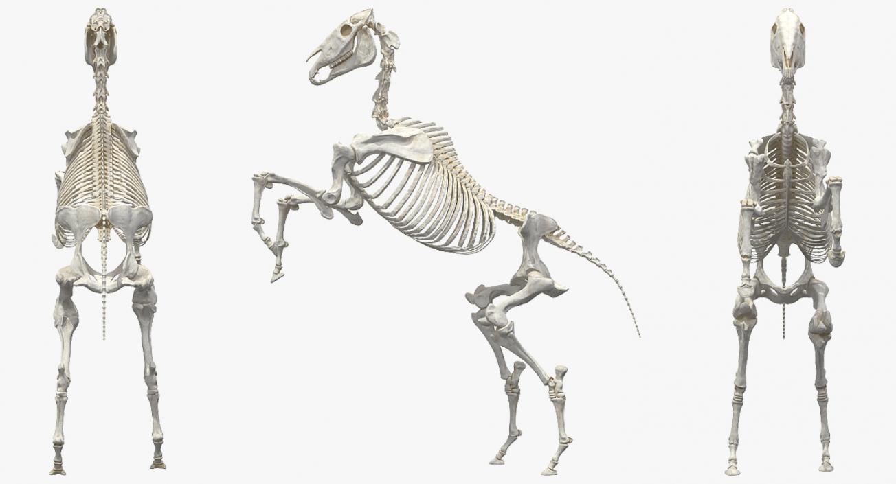 Rearing Horse Skeleton 3D