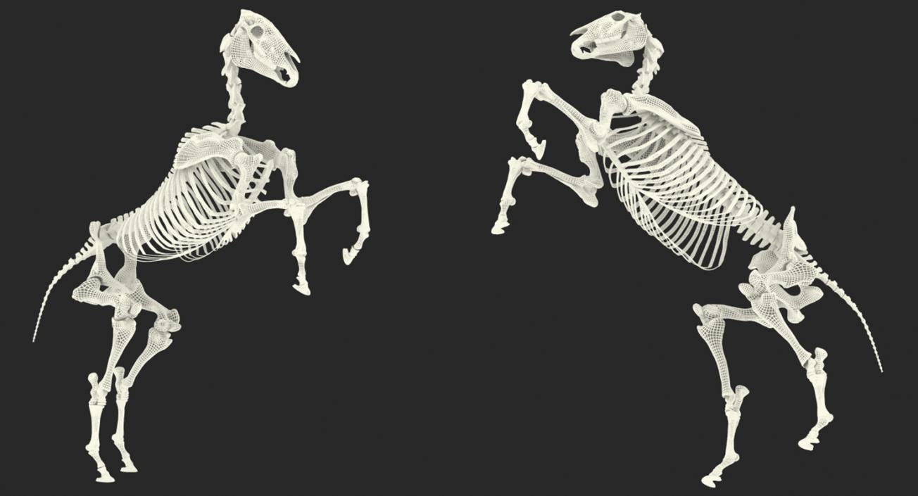 Rearing Horse Skeleton 3D