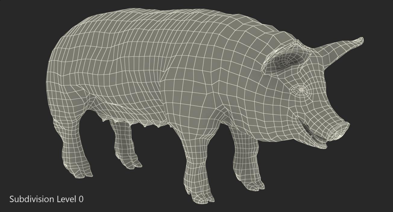 3D Pig Sow Landrace Rigged model