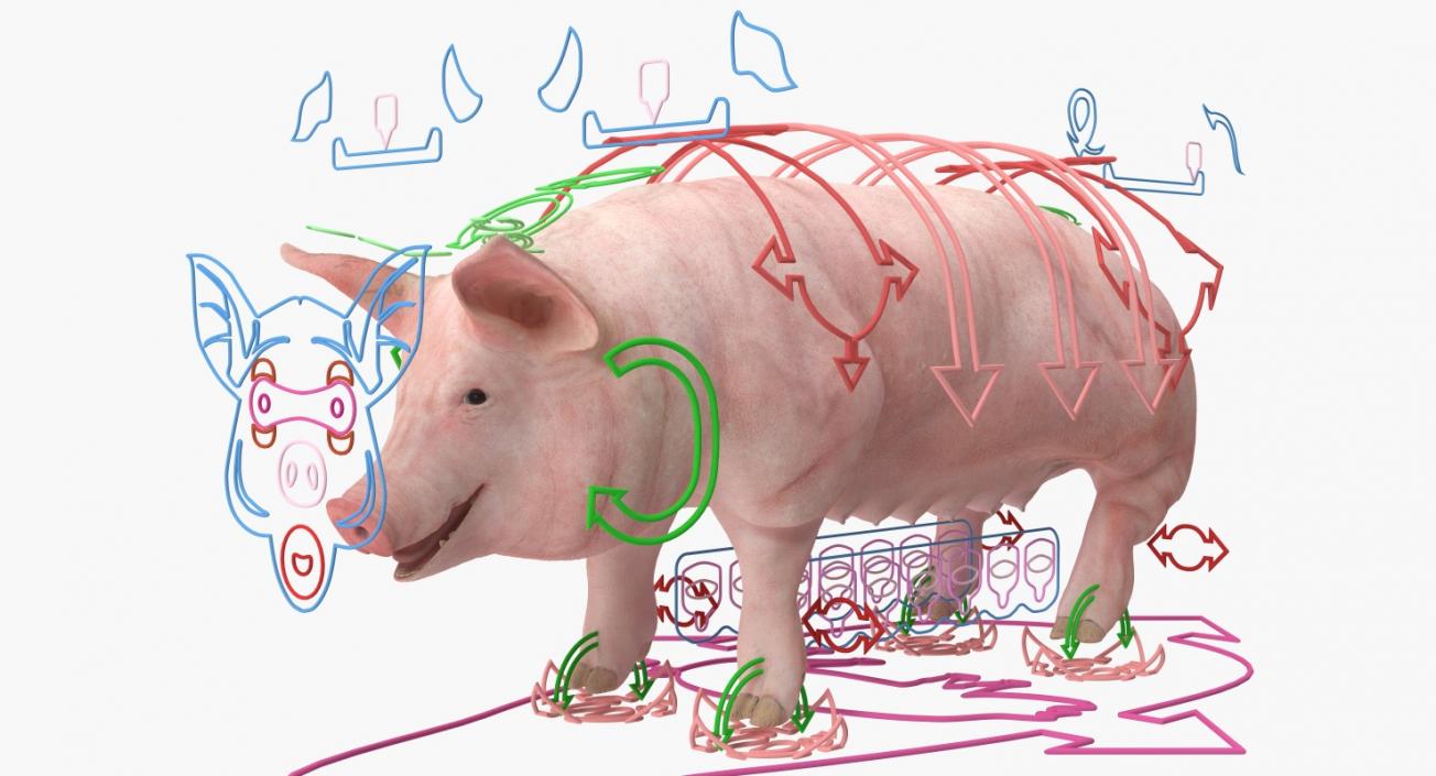 3D Pig Sow Landrace Rigged model