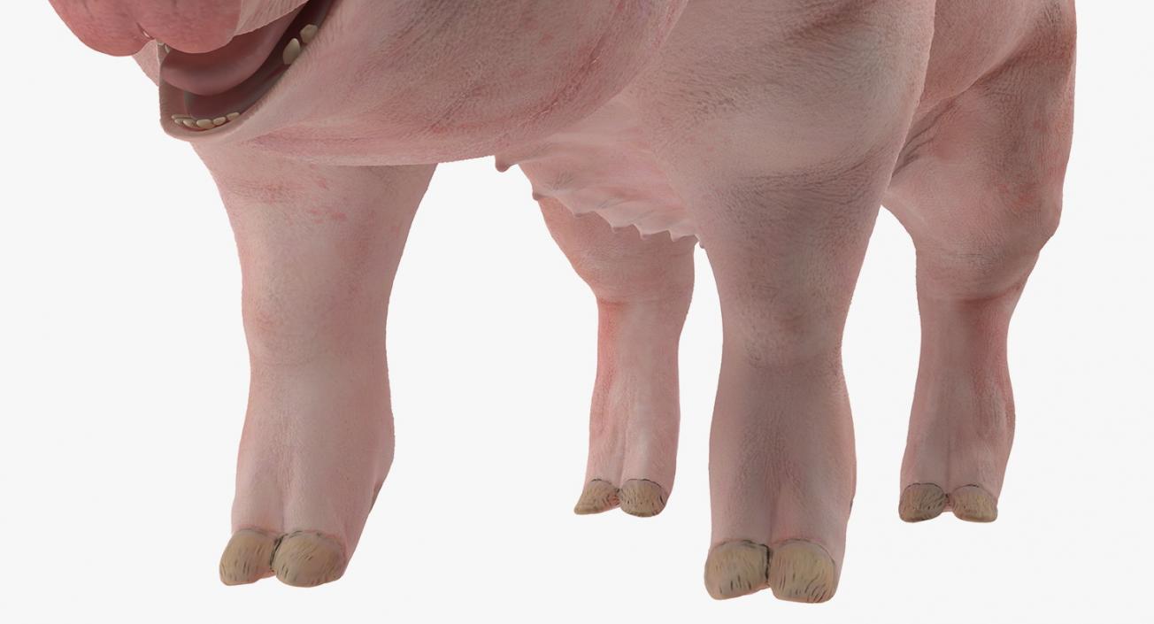 3D Pig Sow Landrace Rigged model