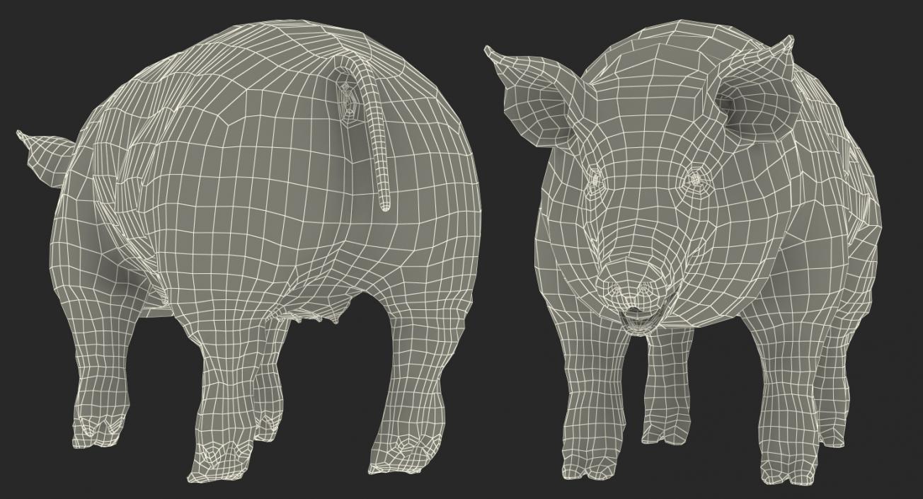 3D Pig Sow Landrace Rigged model