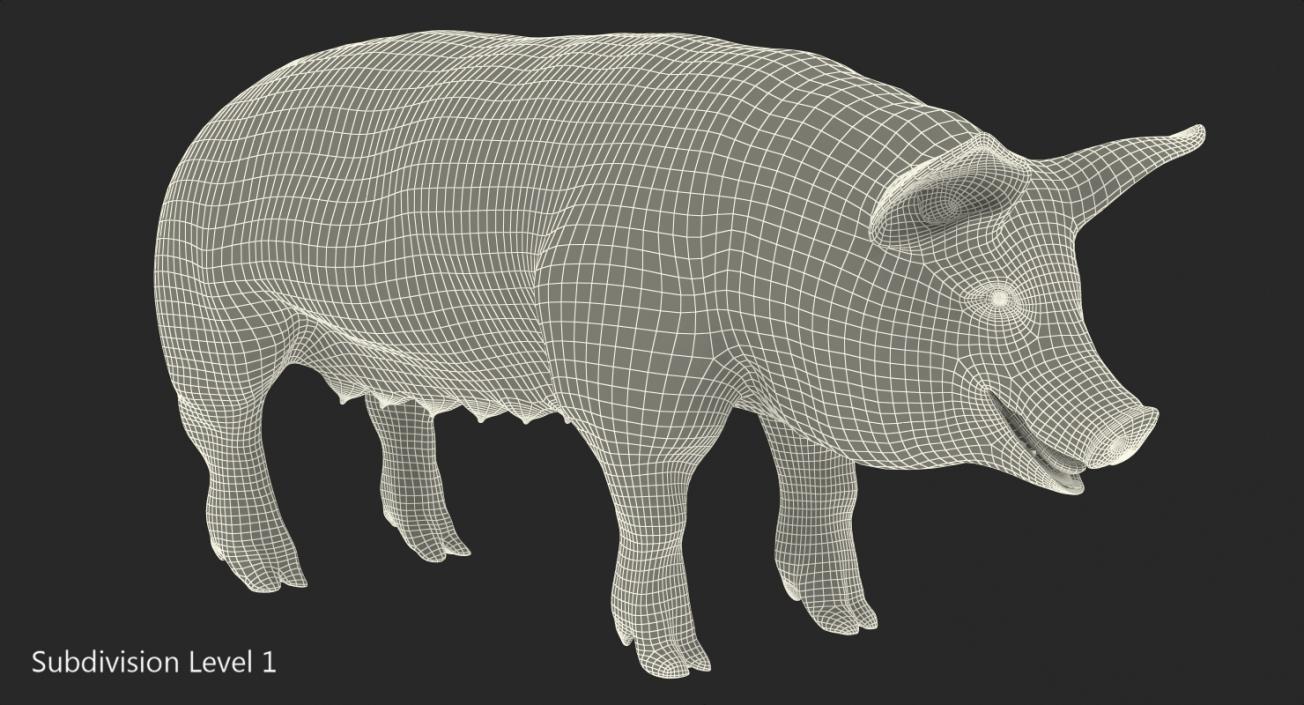 3D Pig Sow Landrace Rigged model