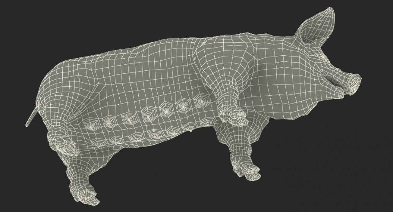 3D Pig Sow Landrace Rigged model