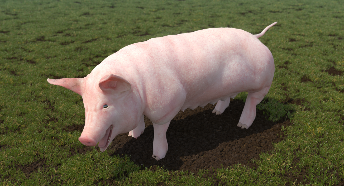 3D Pig Sow Landrace Rigged model