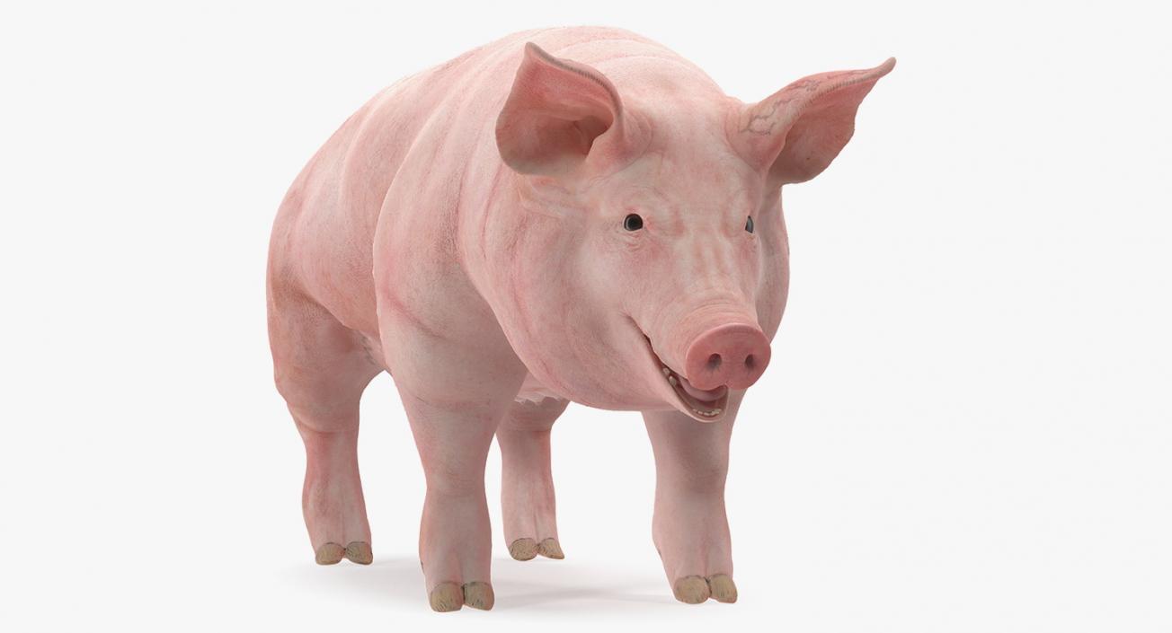 3D Pig Sow Landrace Rigged model