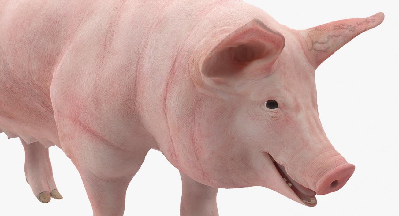 3D Pig Sow Landrace Rigged model