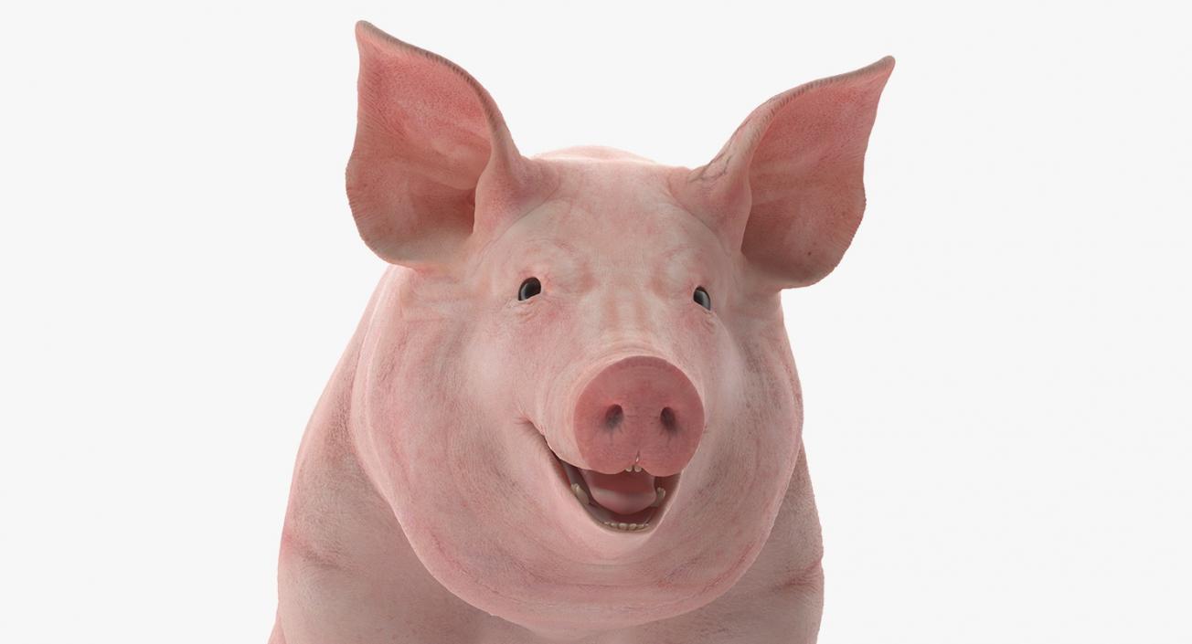 3D Pig Sow Landrace Rigged model