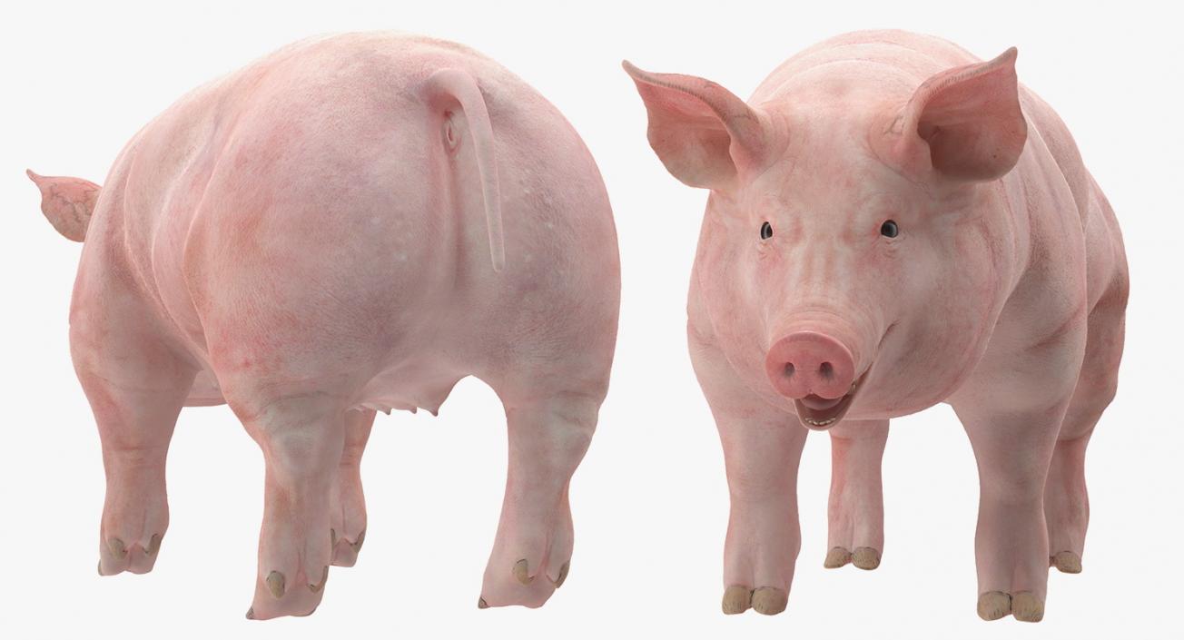 3D Pig Sow Landrace Rigged model